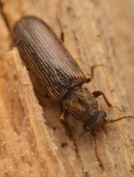 Traitement Bois Charpente : traitements de bois contre les champignons lignivores et les insectes. Intervention Sur Bruxelles Machelen en Belgique - HV TOITURE FACADE BRUXELLES