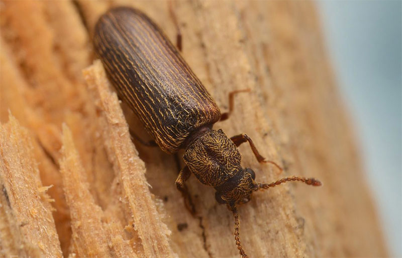 Traitement Bois Charpente : traitements de bois contre les champignons lignivores et les insectes. Intervention Sur Bruxelles Machelen en Belgique - HV TOITURE FACADE BRUXELLES